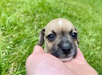 Zwergdackel/Chihuhahua Mix Welpen