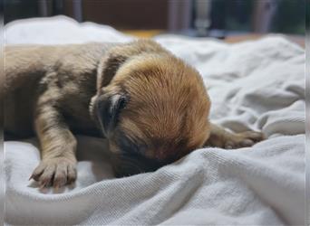 Rhodesian Ridgeback Welpen, Reinrassig, (Dark Red Wheaten)