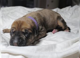 Rhodesian Ridgeback Welpen, Reinrasssig, (Dark Red Wheaten)