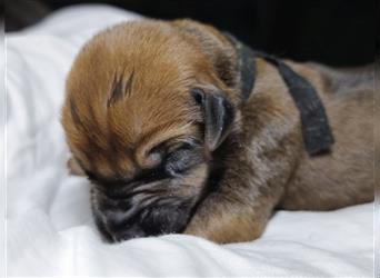 Rhodesian Ridgeback Welpen, Reinrassig, (Dark Red Wheaten)