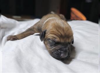 Rhodesian Ridgeback Welpen, Reinrassig, (Dark Red Wheaten)