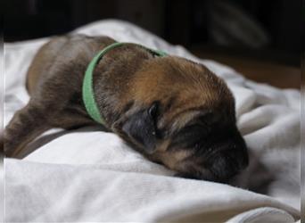 Rhodesian Ridgeback Welpen, Reinrassig, (Dark Red Wheaten)