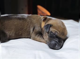 Rhodesian Ridgeback Welpen, Reinrassig, (Dark Red Wheaten)