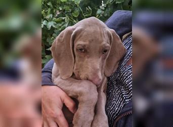 Weimaraner-Welpen zu verkaufen