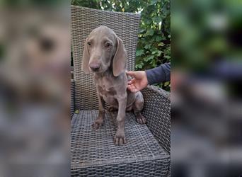 Weimaraner-Welpen zu verkaufen