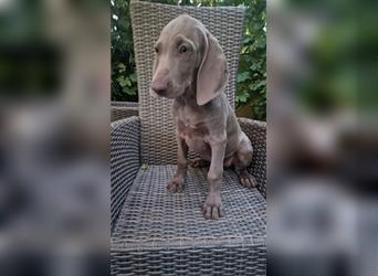 Weimaraner-Welpen zu verkaufen