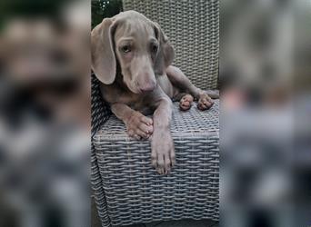 Weimaraner-Welpen zu verkaufen