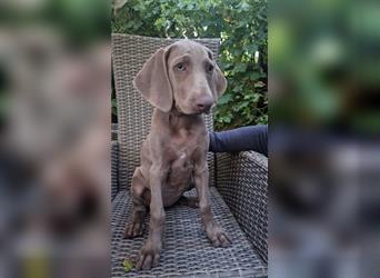 Weimaraner-Welpen zu verkaufen