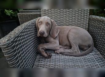 Weimaraner-Welpen zu verkaufen