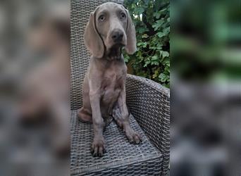 Weimaraner-Welpen zu verkaufen