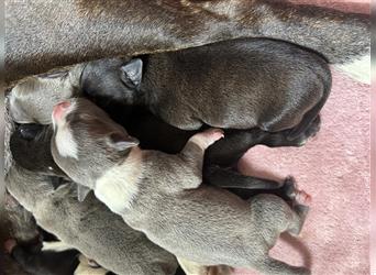 Eng. Staffordshire Bullterrier Welpe