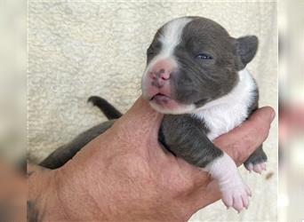 Eng. Staffordshire Bullterrier Welpe