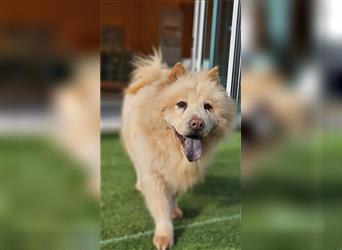 Chichi ,Chow-chow Hündin 5 Jahre,ruhiges ,entspanntes Mädchen,sucht dringend neues Zuhause