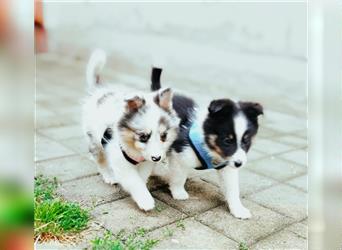 Unsere Shetland Spitze(Sheltie Spitz) oder auch Poshie genannt