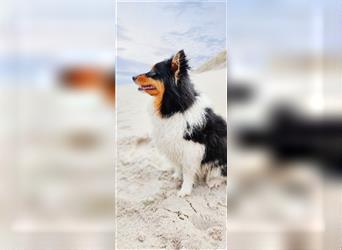 Unsere Shetland Spitze(Sheltie Spitz) oder auch Poshie genannt