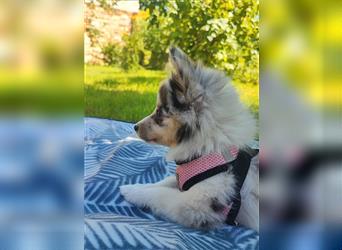 Unsere Shetland Spitze(Sheltie Spitz) oder auch Poshie genannt