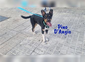 Pino D'Angio 02/24 (ESP)  Er liebt alle Hunde und Menschen, ist verspielt und verschmust.