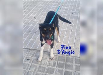 Pino D'Angio 02/24 (ESP)  Er liebt alle Hunde und Menschen, ist verspielt und verschmust.