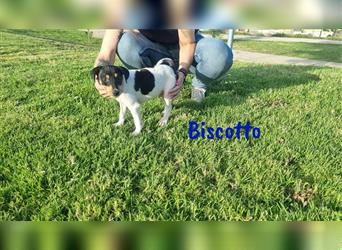 Biscotto 05/24 (ESP) er besticht mit seinem sonnigen Wesen ist welpentypisch verspielt u. verschmust