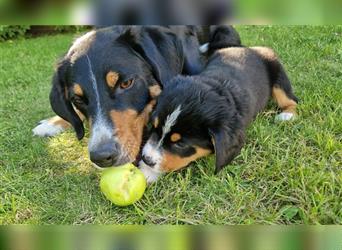 Appenzeller Sennenhund Welpen im schönen tricolor (Schwarz-Weiß-Braun) ab sofort abgabebereit