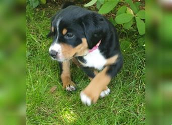 Appenzeller Sennenhund Welpen im schönen tricolor (Schwarz-Weiß-Braun) ab sofort abgabebereit