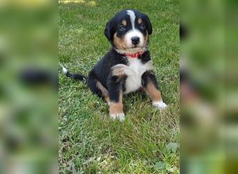 Appenzeller Sennenhund Welpen im schönen tricolor (Schwarz-Weiß-Braun) ab sofort abgabebereit