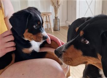 Appenzeller Sennenhund Welpen im schönen tricolor (Schwarz-Weiß-Braun) ab sofort abgabebereit