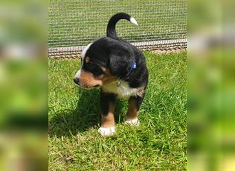 Appenzeller Sennenhund Welpen im schönen tricolor (Schwarz-Weiß-Braun) ab sofort abgabebereit