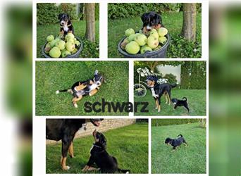 Appenzeller Sennenhund Welpen im schönen tricolor (Schwarz-Weiß-Braun) ab sofort abgabebereit