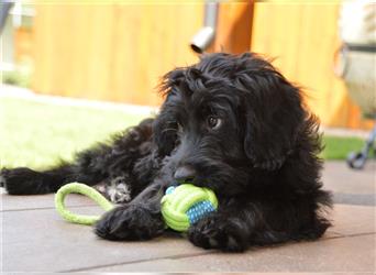 Aussiedoodle Minis