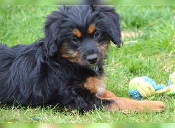 Aussiedoodle Minis