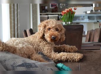 Aussiedoodle Minis