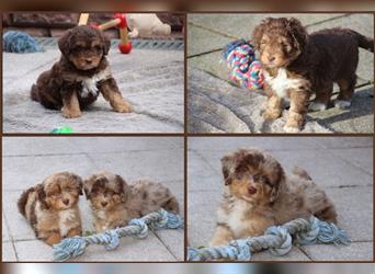 Aussiedoodle Traum ! Bezaubernde Welpen in tollem Choco-und Chocomerle...