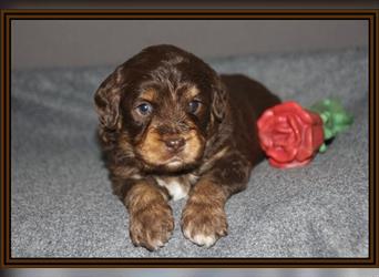 Aussiedoodle Traum ! Bezaubernde Welpen in tollem Choco-und Chocomerle...