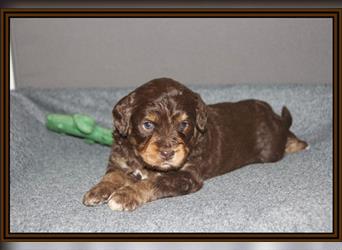 Aussiedoodle Traum ! Bezaubernde Welpen in tollem Choco-und Chocomerle...