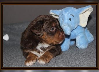 Aussiedoodle Traum ! Bezaubernde Welpen in tollem Choco-und Chocomerle...