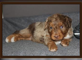 Aussiedoodle Traum ! Bezaubernde Welpen in tollem Choco-und Chocomerle...