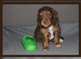 Aussiedoodle Traum ! Bezaubernde Welpen in tollem Choco-und Chocomerle...