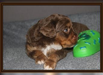 Aussiedoodle Traum ! Bezaubernde Welpen in tollem Choco-und Chocomerle...