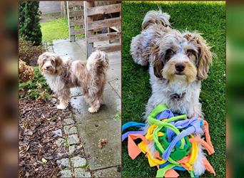 Aussiedoodle Traum ! Bezaubernde Welpen in tollem Choco-und Chocomerle...