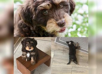 Aussiedoodle Traum ! Bezaubernde Welpen in tollem Choco-und Chocomerle...