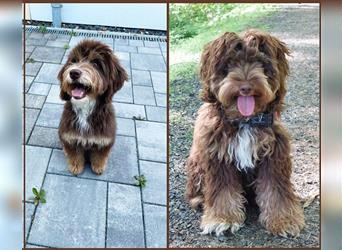 Aussiedoodle Traum ! Bezaubernde Welpen in tollem Choco-und Chocomerle...