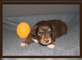 Aussiedoodle Traum ! Bezaubernde Welpen in tollem Choco-und Chocomerle...