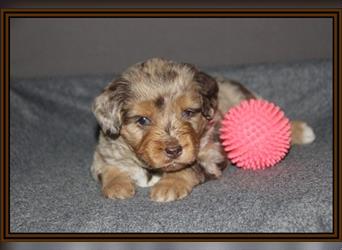 Aussiedoodle Traum ! Bezaubernde Welpen in tollem Choco-und Chocomerle...