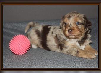 Aussiedoodle Traum ! Bezaubernde Welpen in tollem Choco-und Chocomerle...