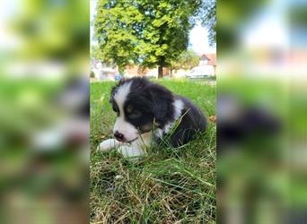 Miniature Australian Shepherd Mini Aussie Welpen