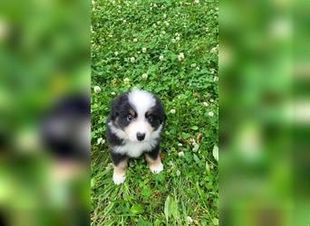 Miniature Australian Shepherd Mini Aussie Welpen