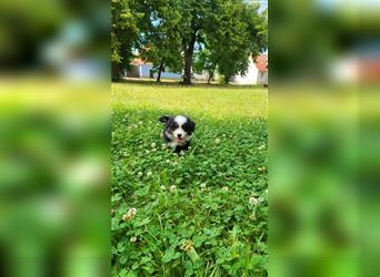 Miniature Australian Shepherd Mini Aussie Welpen