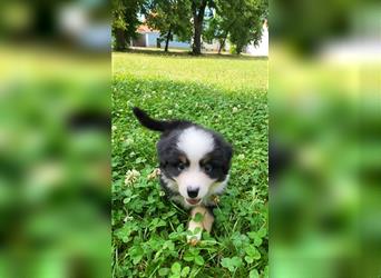 Miniature Australian Shepherd Mini Aussie Welpen