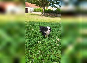 Miniature Australian Shepherd Mini Aussie Welpen